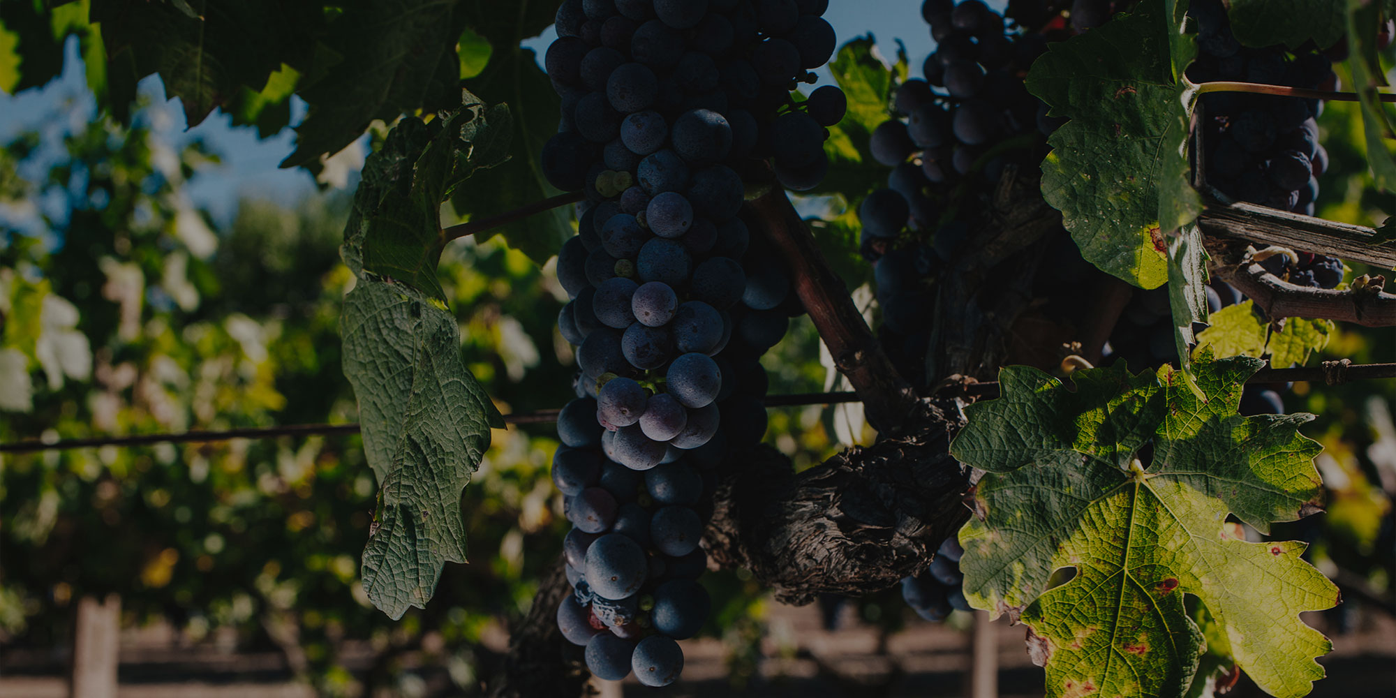 Marcassin, Marcassin Vineyard, Pinot Noir, Sonoma Coast 2012 ...
